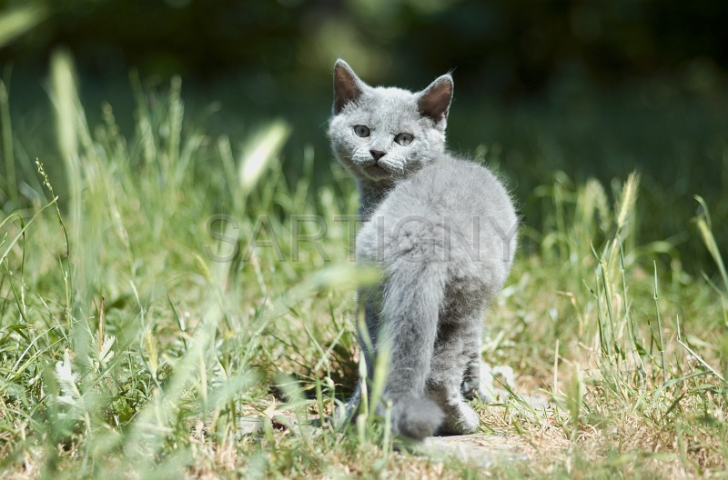 BRITISH SHORTHAIR C018.jpg